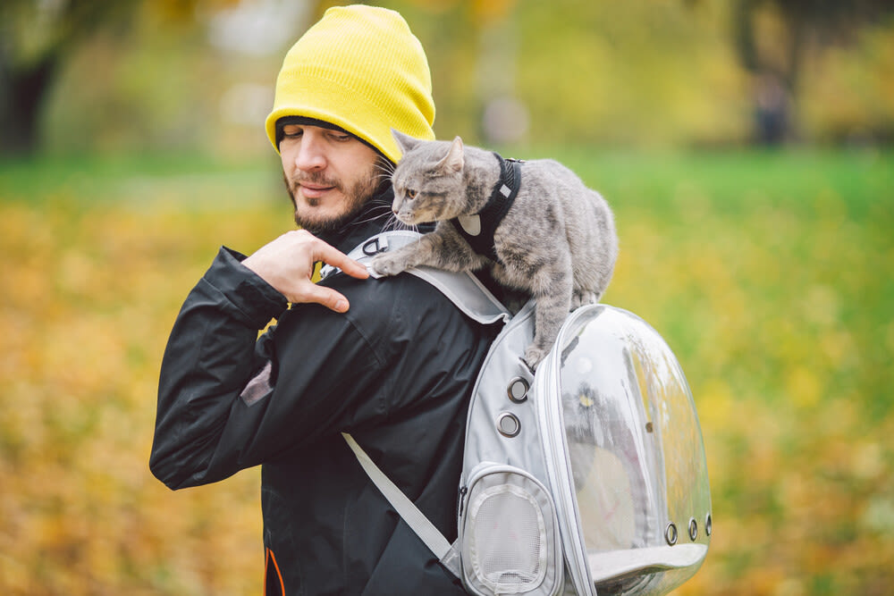 Tipps zum Trainieren von Katzen