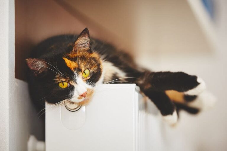Schilddrüsenüberfunktion bei Katzen im Endstadium: Diagnose und Behandlung