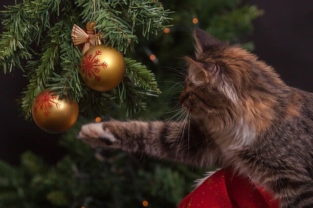 So machen Sie den Weihnachtsbaum katzensicher