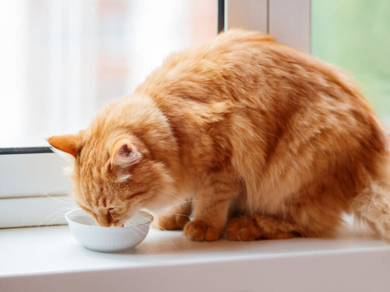 So geben Sie Ihrer Katze am besten Tabletten