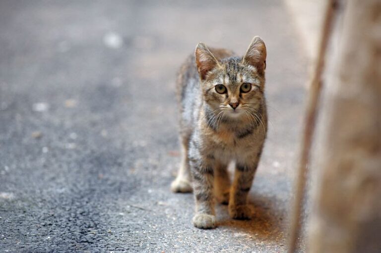Die Katze verliert Fell? Ursachen und Folgen