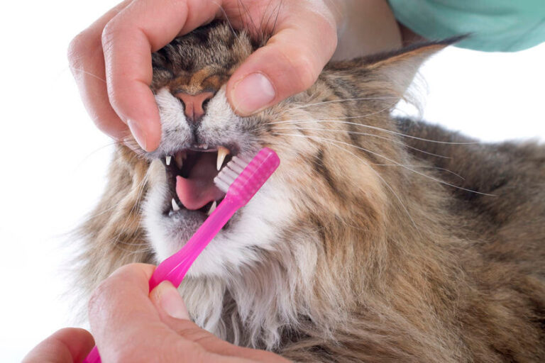 Katzen die Zähne putzen – ist das notwendig?