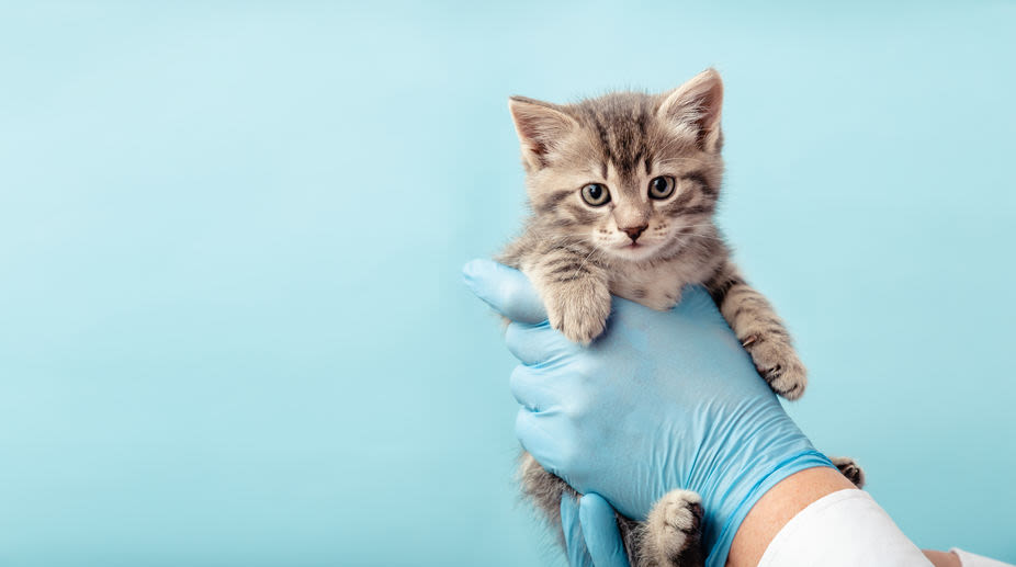 Entwurmung bei Katzen: Was Katzenhalter über die Wurmkur wissen sollten