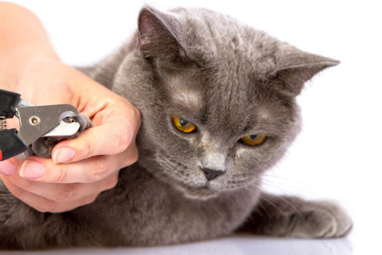Katzenkrallen schneiden: So klappt es stressfrei