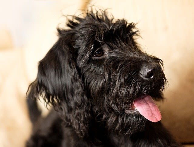Hunde, die nicht haaren: Diese Rassen gehören dazu