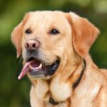 Labrador