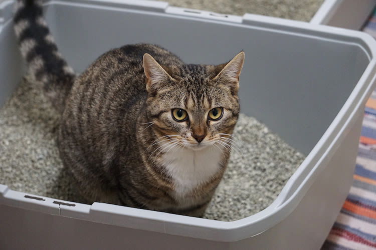 Katze pinkelt neben Katzenklo: Ursachen und Lösungen