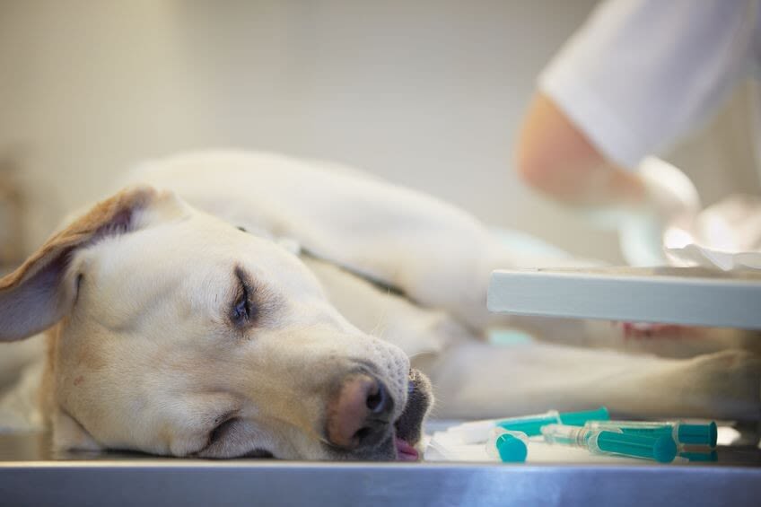 Magendrehung beim Hund: Risikofaktoren, Alarmzeichen und Behandlung