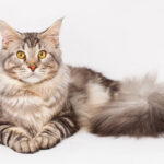 Maine Coon