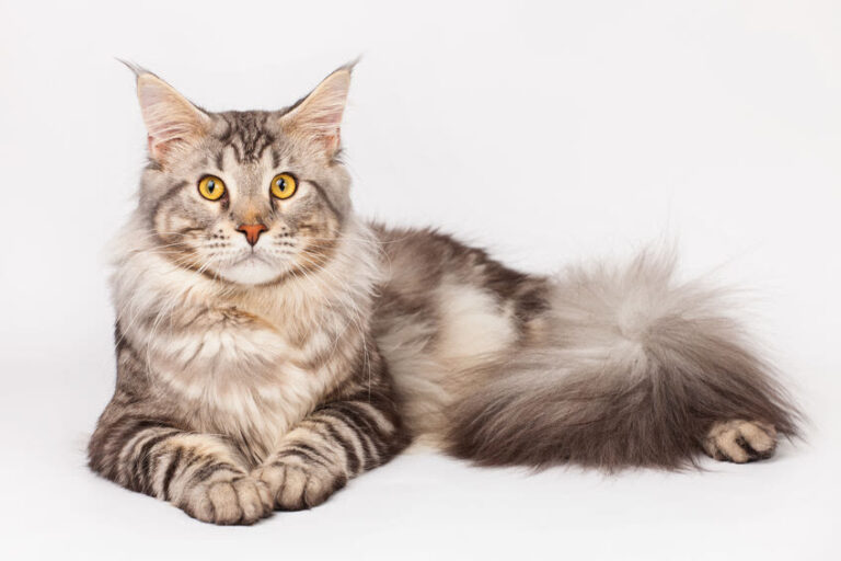 Maine Coon