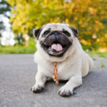 Mops