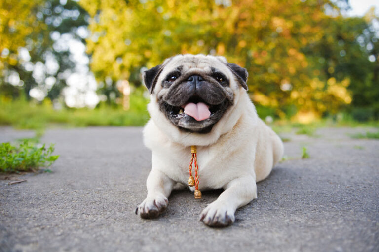 Mops