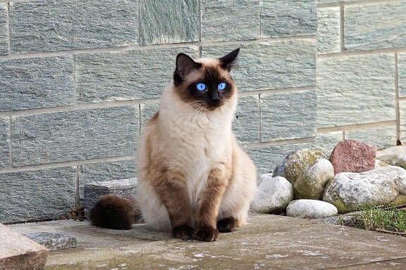 Pankreatitis bei Katzen