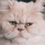 Perser Katze