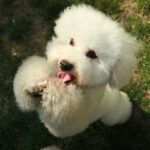 Bichon Frisé