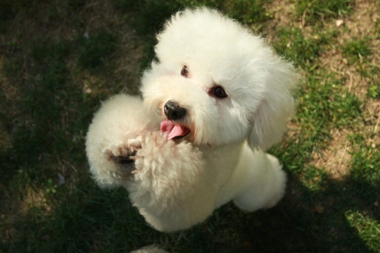 Bichon Frisé