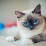 Ragdoll Katze