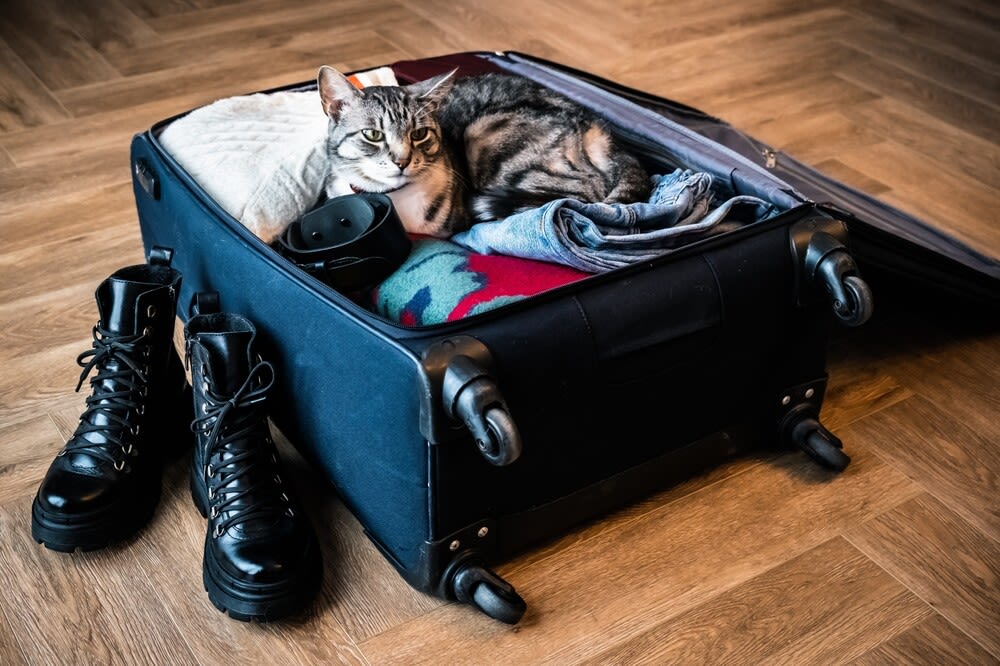 Urlaub mit Ihrer Katze – nehmen Sie die Samtpfote mit!