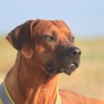 Rhodesian Ridgeback