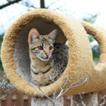 Das Wesen und Erscheinungsbild der Savannahkatze ist abhängig von der genetischen Nähe zum Serval.