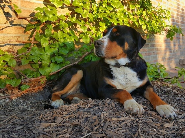 Hüftdysplasie: So kann betroffenen Hunden geholfen werden
