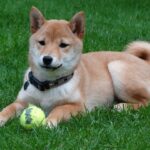 Shiba Inu gelten als intelligent und verspielt, sind aber nicht unbedingt für Anfänger geeignet.