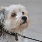 Der Shih Tzu stammt ursprünglich aus Tibet