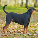 Pinscher im Wald