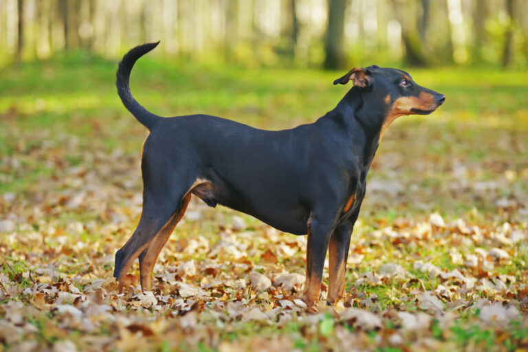 Deutscher Pinscher