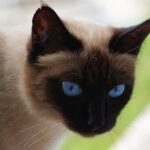 Die markante Färbung des Fells und der Augen zeichnet Siamkatzen aus