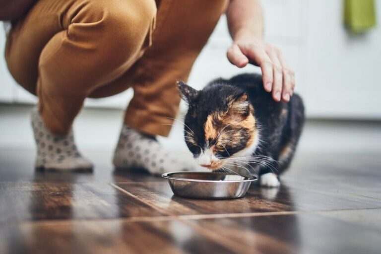 Therapeutisches Katzenfutter für kranke Samtpfoten
