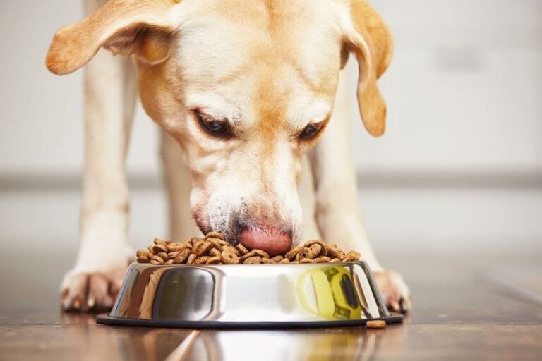 Trockenfutter oder Nassfutter für Hunde: Was ist besser geeignet?