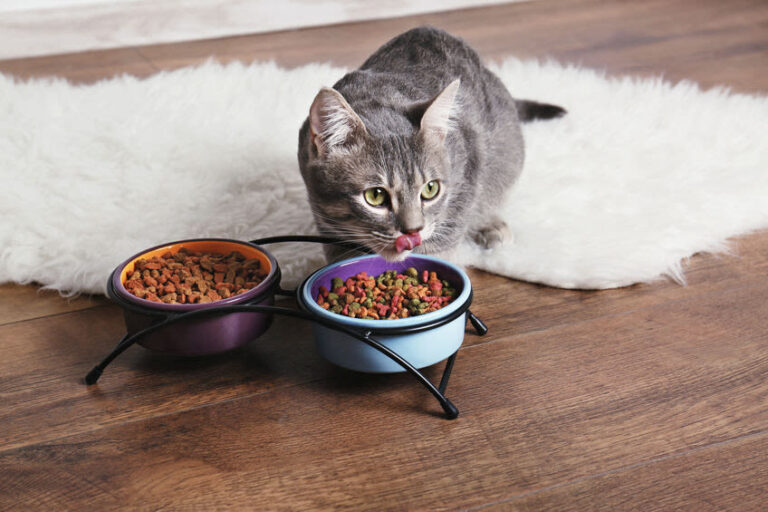Trockenfutter oder Nassfutter für Katzen: Was ist besser geeignet?