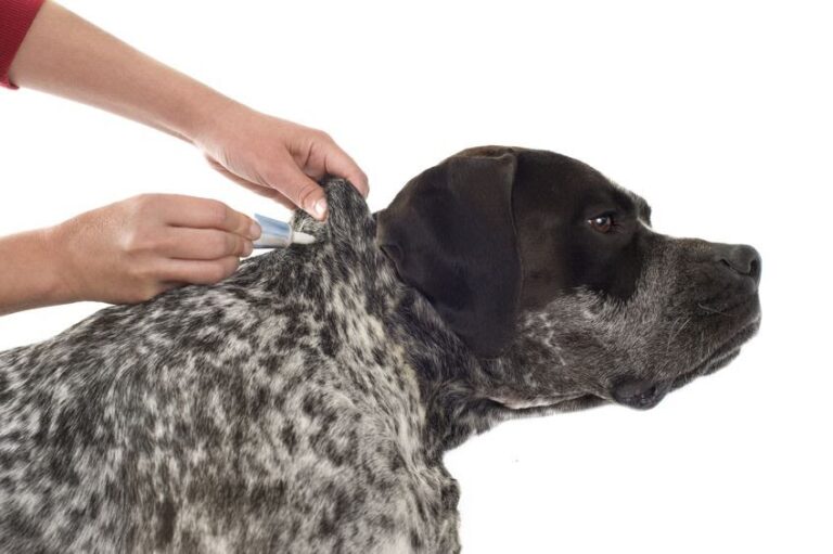 Babesiose beim Hund: Symptome, Behandlung und Kosten der Hundemalaria
