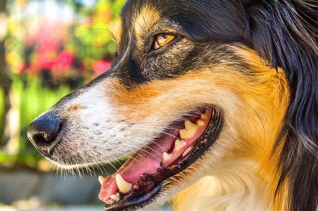 Gebärmutterentzündung beim Hund