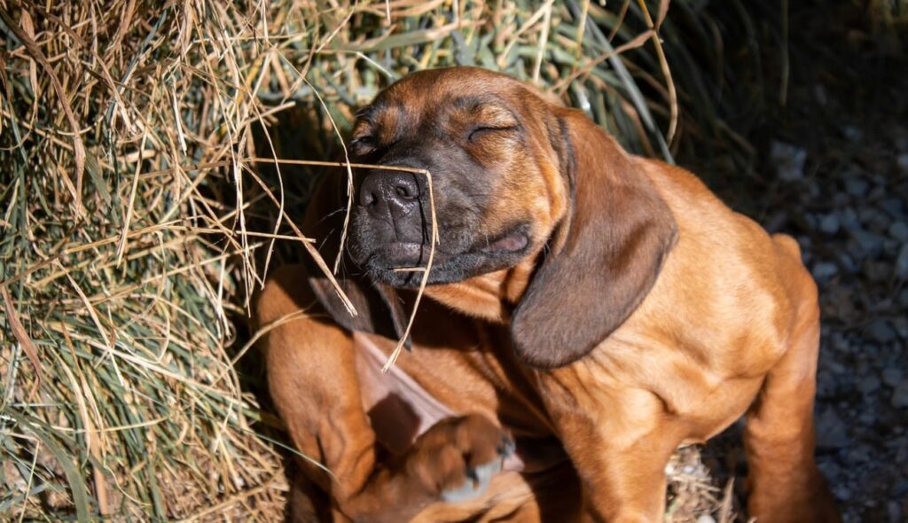 Hund kratzt sich ständig – das kann dahinterstecken!