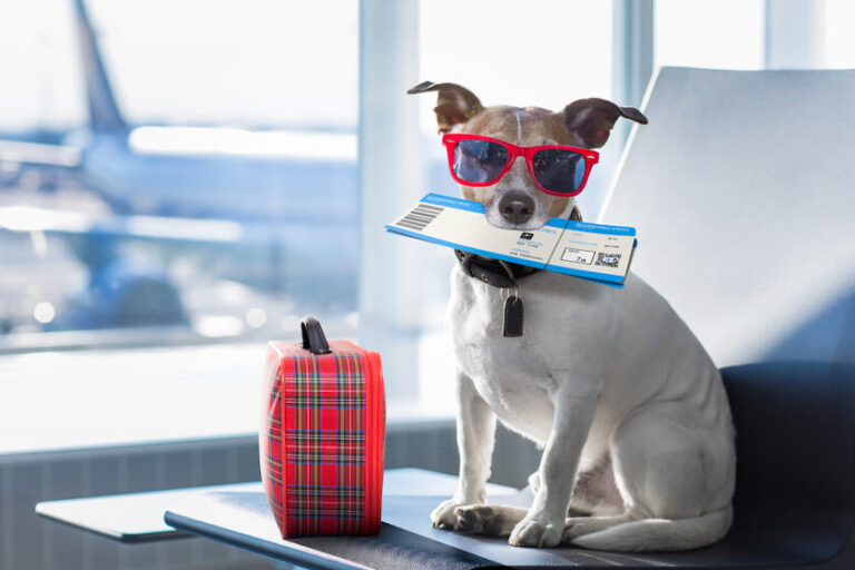 Sommerurlaub mit Hund – entspannt verreisen
