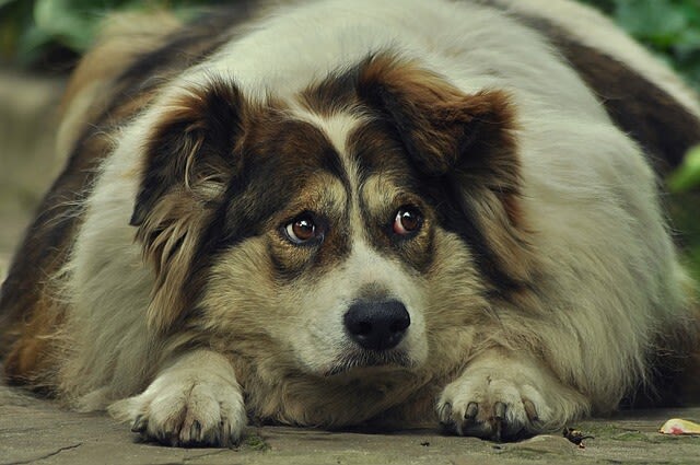 Das Lipom beim Hund