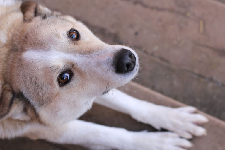 Die Entwurmung beim Hund: alles Wichtige zur Wurmkur