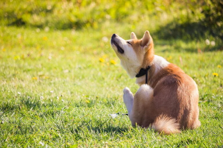 Ihr Hund fährt Schlitten? Das steckt dahinter!