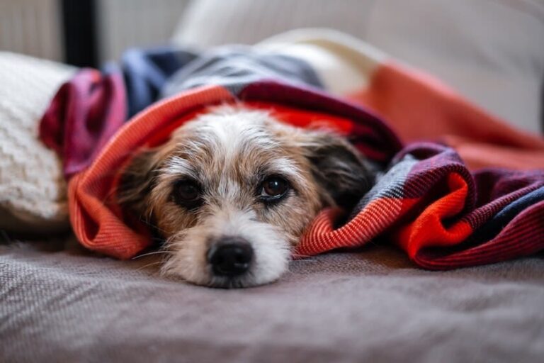 Vestibularsyndrom beim Hund