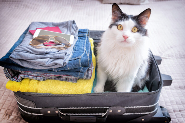 Katzensitting: Wohin im Urlaub mit der Samtpfote?