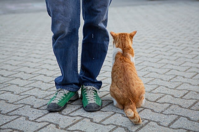 Eine rollige Katze im Haus: Hinweise für Tierbesitzer