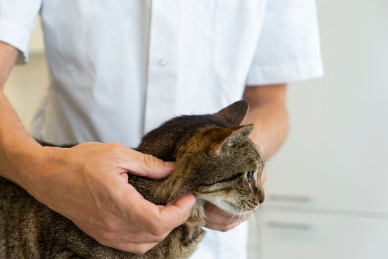 Zittern bei Katzen – Mögliche Ursachen