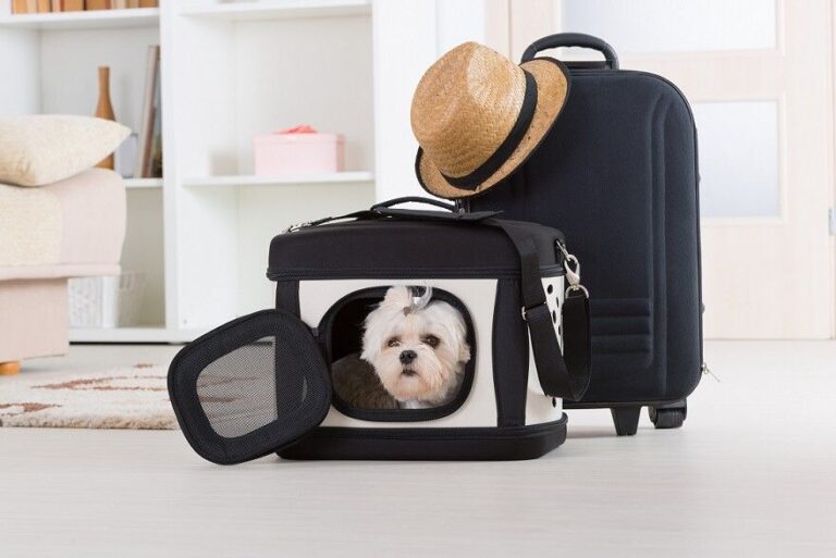 Urlaub mit Hund: In diesen Städten sind Hotels am tierfreundlichsten