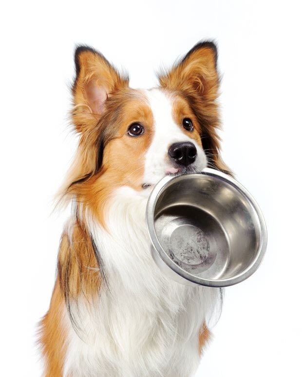Schonkost für Hunde richtig zubereiten