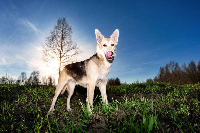 Sodbrennen beim Hund erkennen, behandeln und vorbeugen