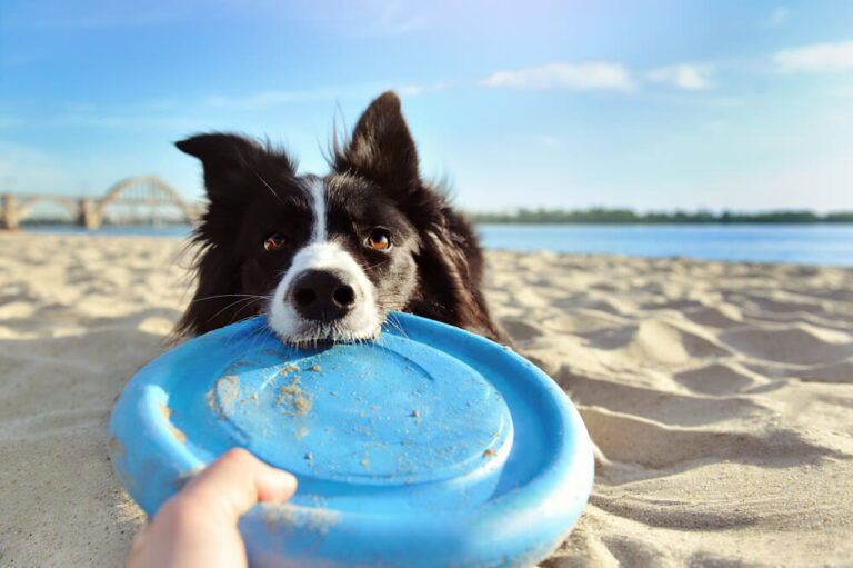 Wohin mit dem Vierbeiner im Urlaub?