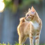 Japanese Bobtail
