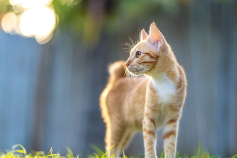 Japanese Bobtail